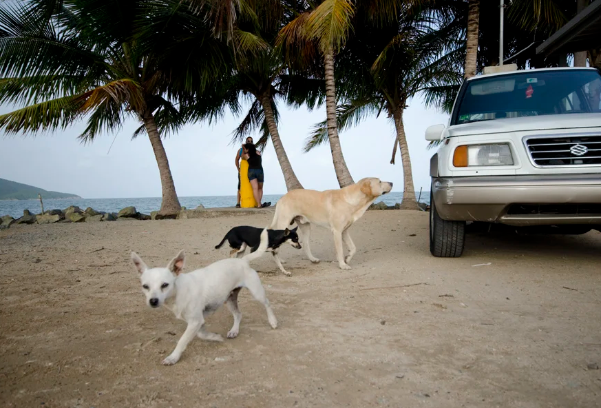 Dead Dog Beach, , Puerto Rico